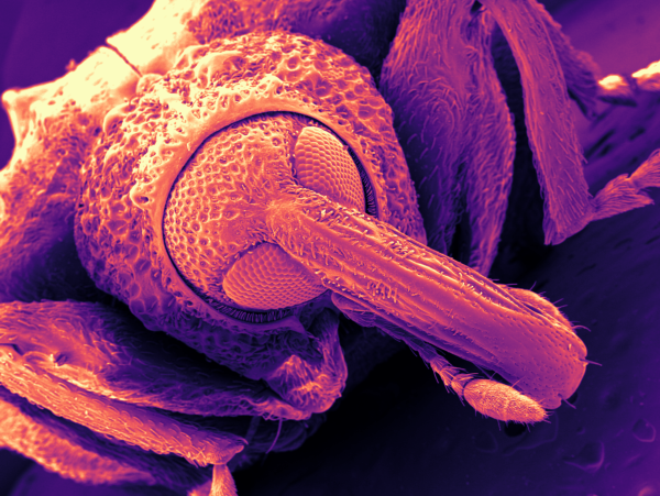 Close-up microscopic view of a plant stem